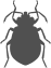 Bedbug