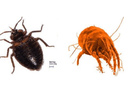 DUST MITES VS BED BUGS – CAN YOU TELL THE DIFFERENCE?